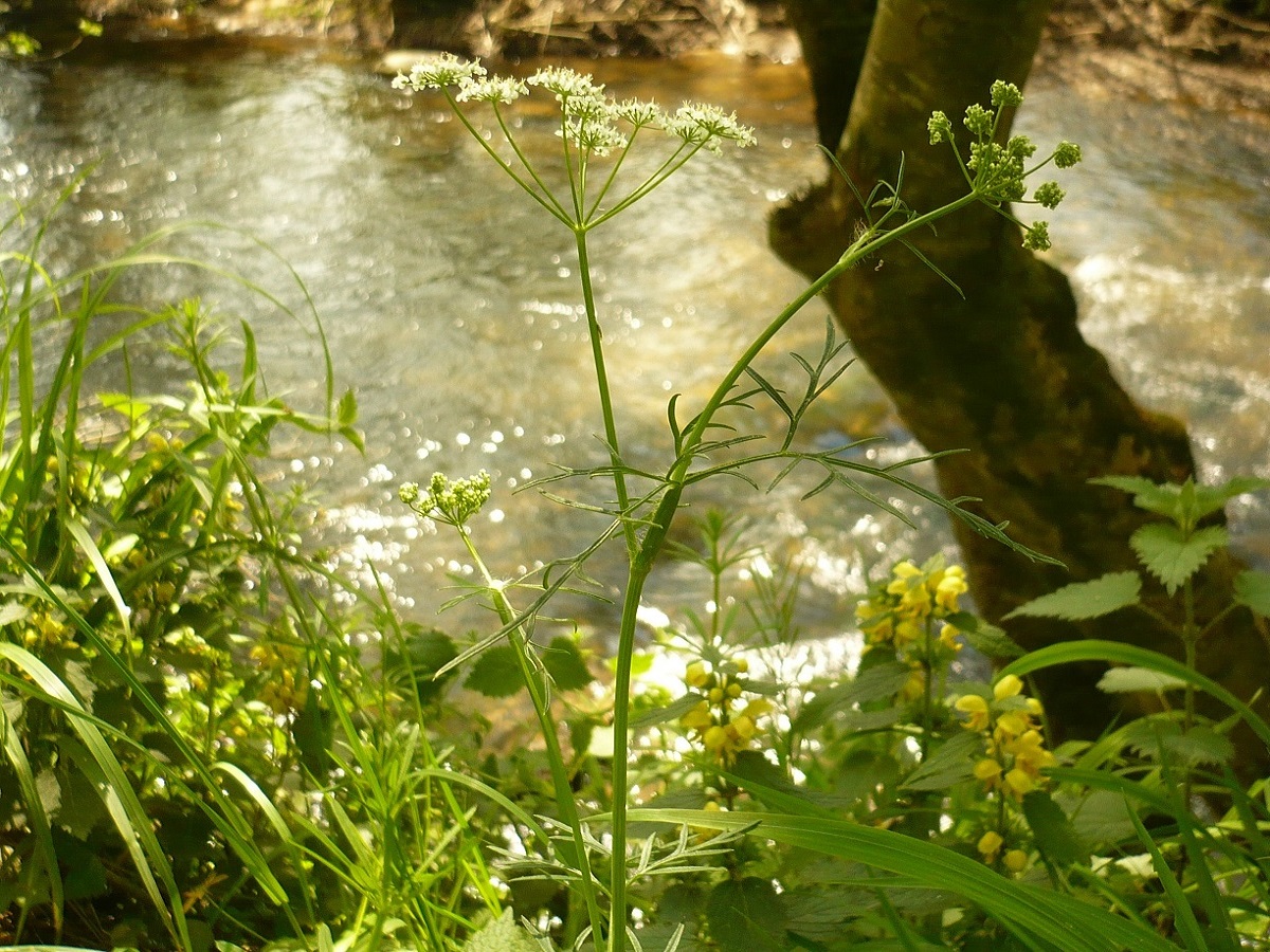Conopodium pyrenaeum (Apiaceae)
